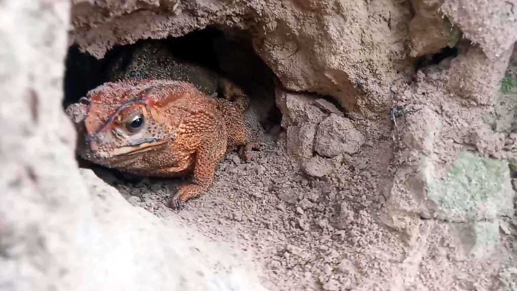 干洞下的青蛙 如果青蛙处于这种状态会发生什么?