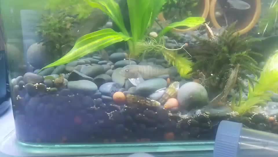 超可爱的寿星小黄黝鱼