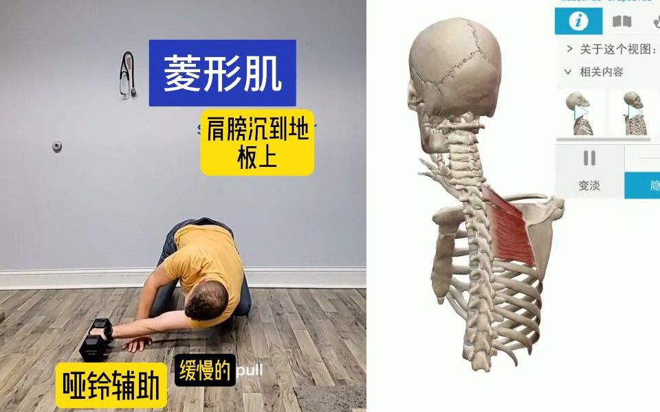 肩胛缝拉伸训练,激活菱形肌,运动康复