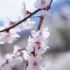 索尼24-70gm拍山间杏花开放，春天来了