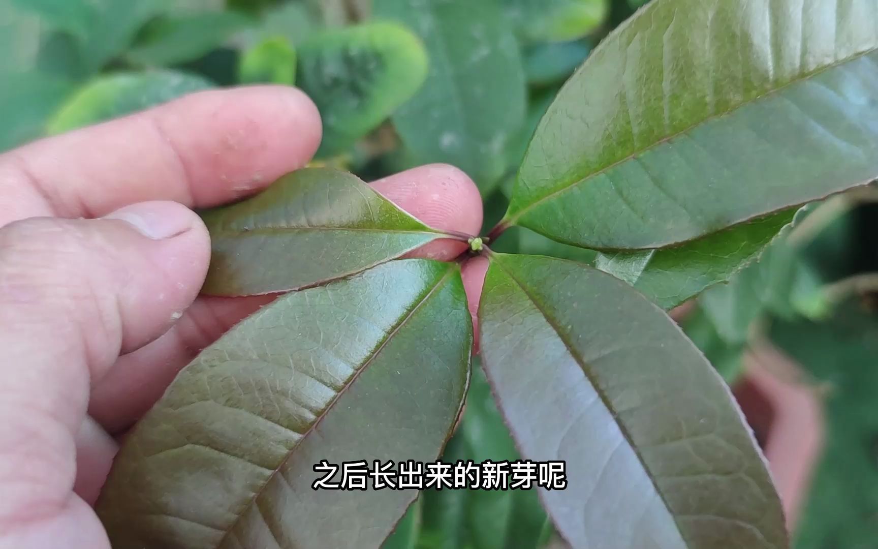 桂花长了新芽,但特别容易发黑该如何处理?
