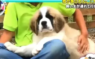 日本整狗企划 哔哩哔哩 Bilibili