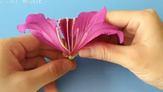 解剖和观察花的结构——以红花羊蹄甲为例