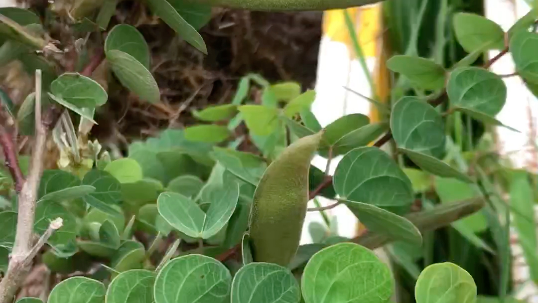 羊蹄甲开花结果