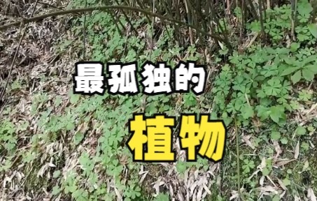 [图]四川发现世界上最孤独的植物