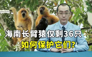 Download Video: 海南长臂猿仅剩36只，如何保护它们？