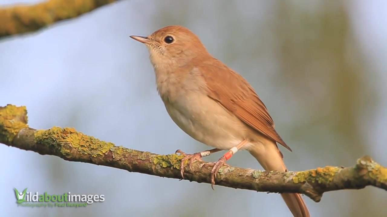 [图]夜莺 Nightingale ( Luscinia megarhynchos )