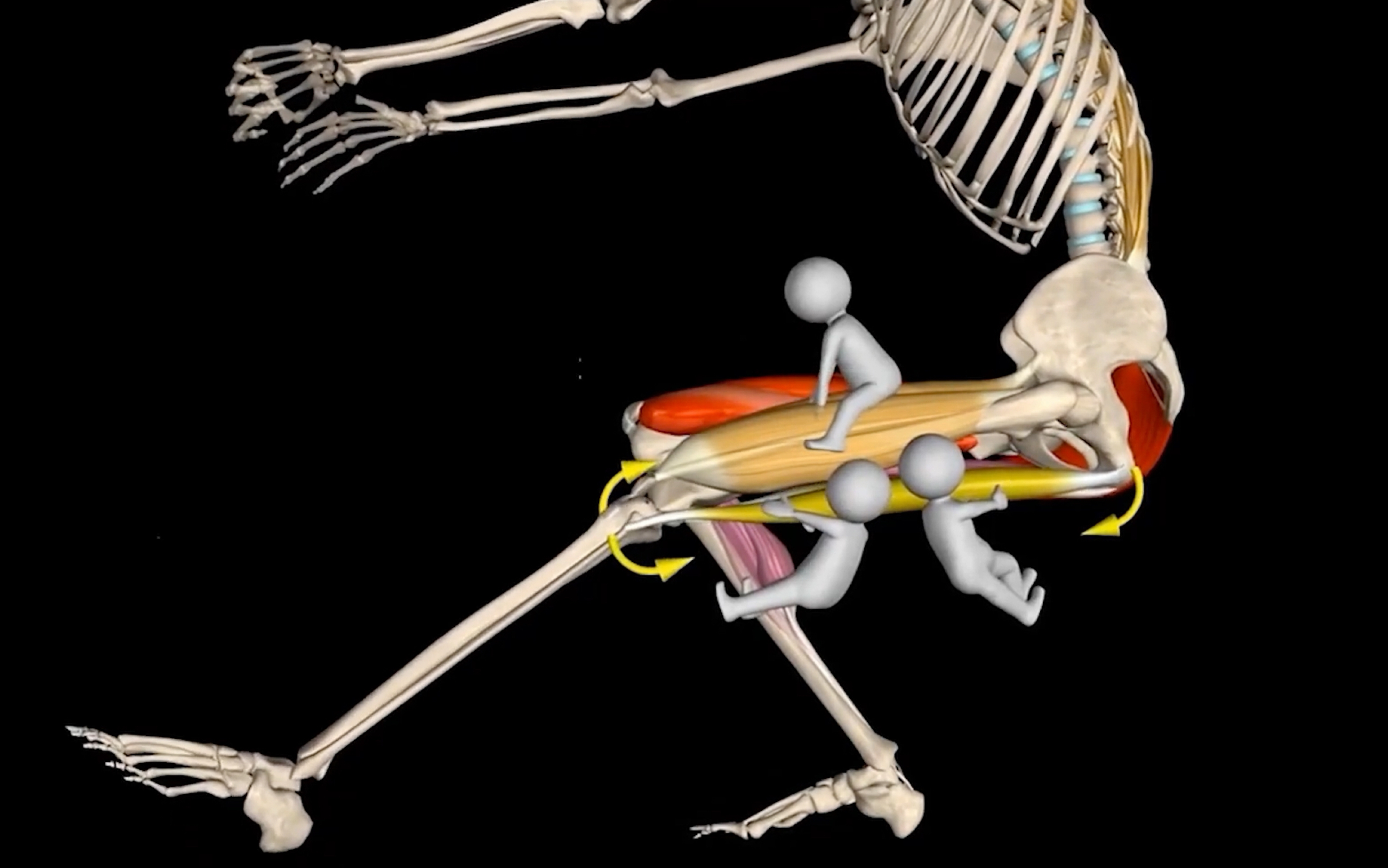 【运动解剖】单腿下蹲肌肉功能分析,看懂你也可以!