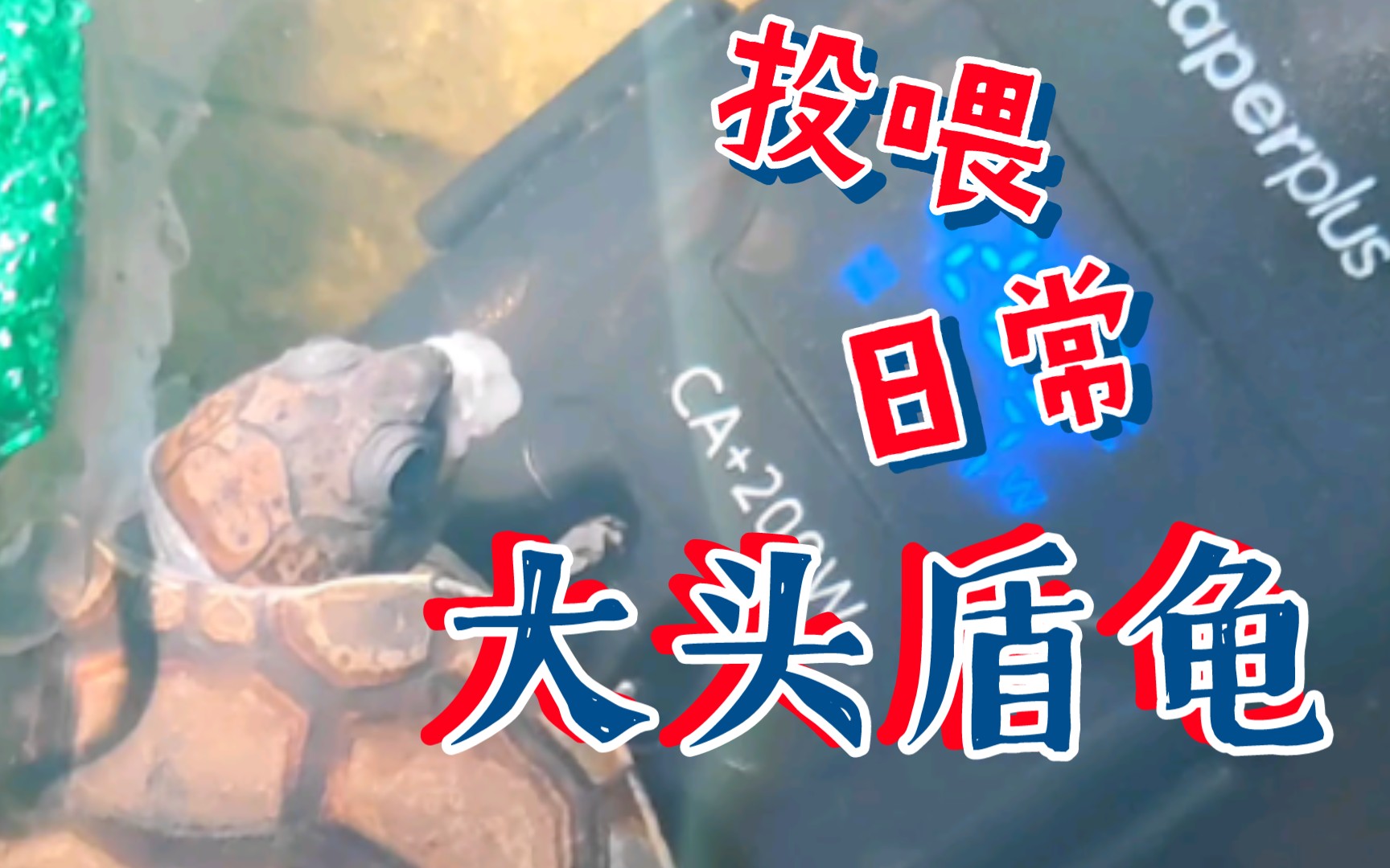 投喂下亚马逊大头侧颈龟,头戴盔甲的小家伙快快长大.