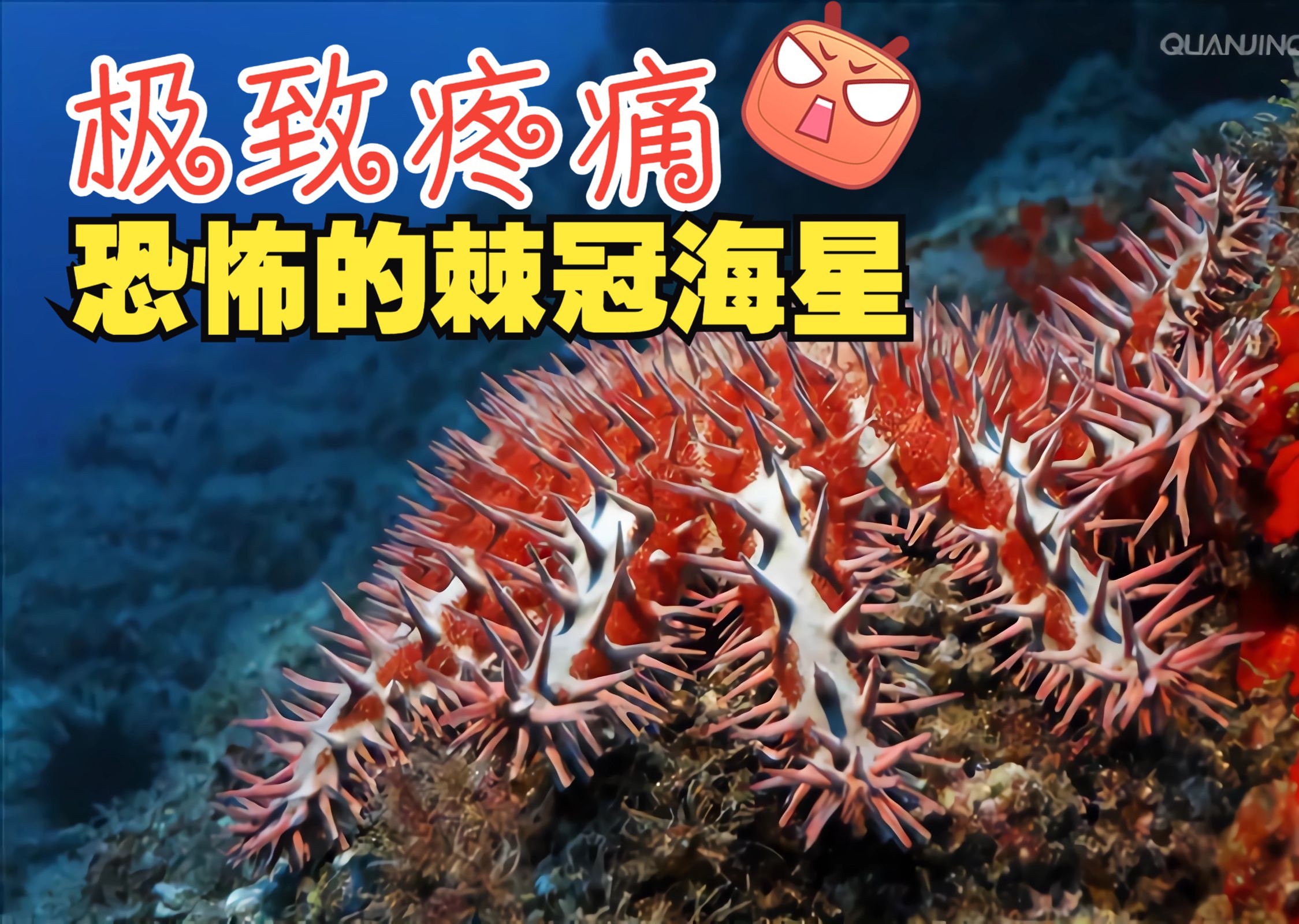 请勿靠近!老外作死零距离挑战危险动物棘冠海星