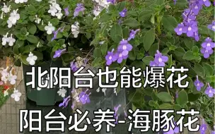 北阳台也能爆花、阳台必养-海豚花