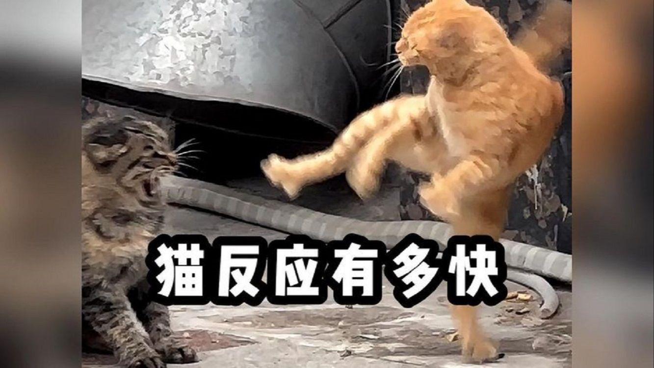 [图]猫的反应能有多快？天下武功唯快不破！