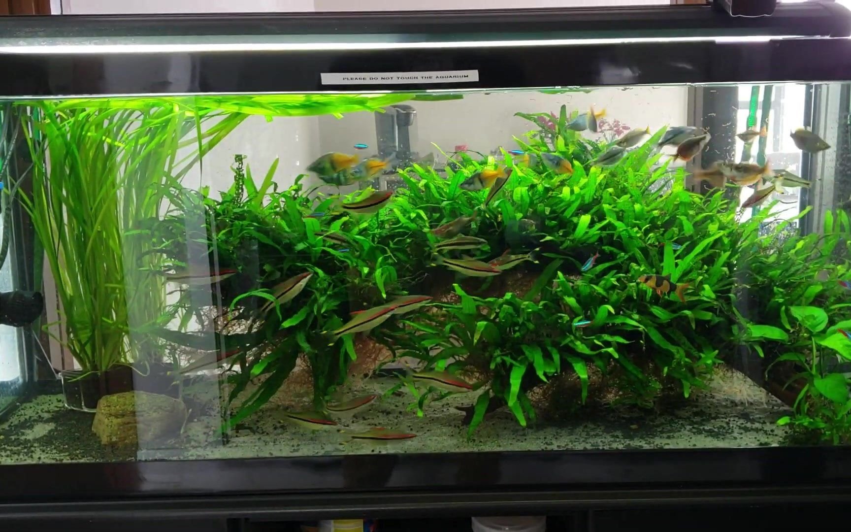 水族懒人阴性草鱼缸草缸造景