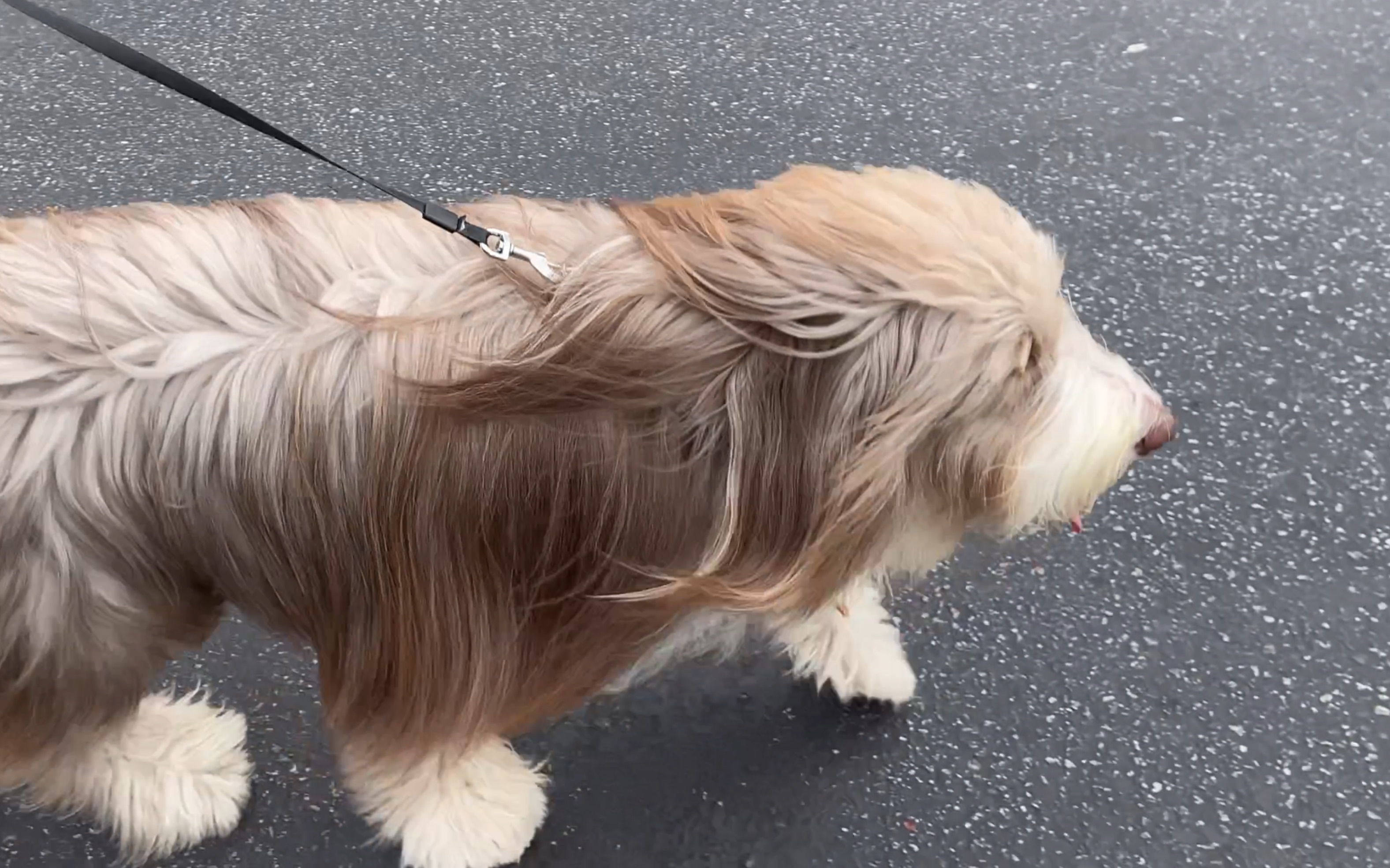 长须牧羊犬,风一样的美男子