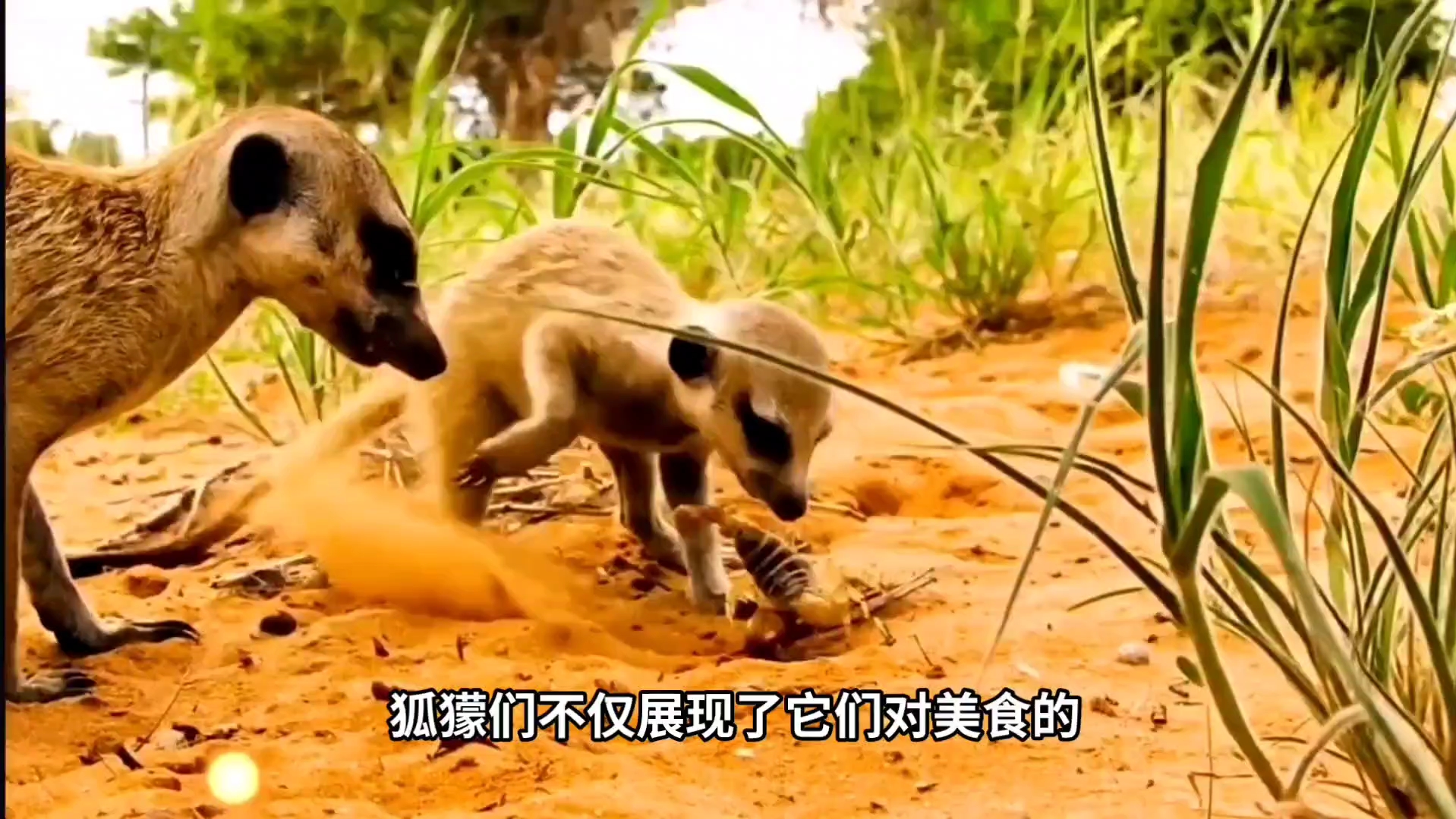 小狐獴的"美食梦":蝎子成主角