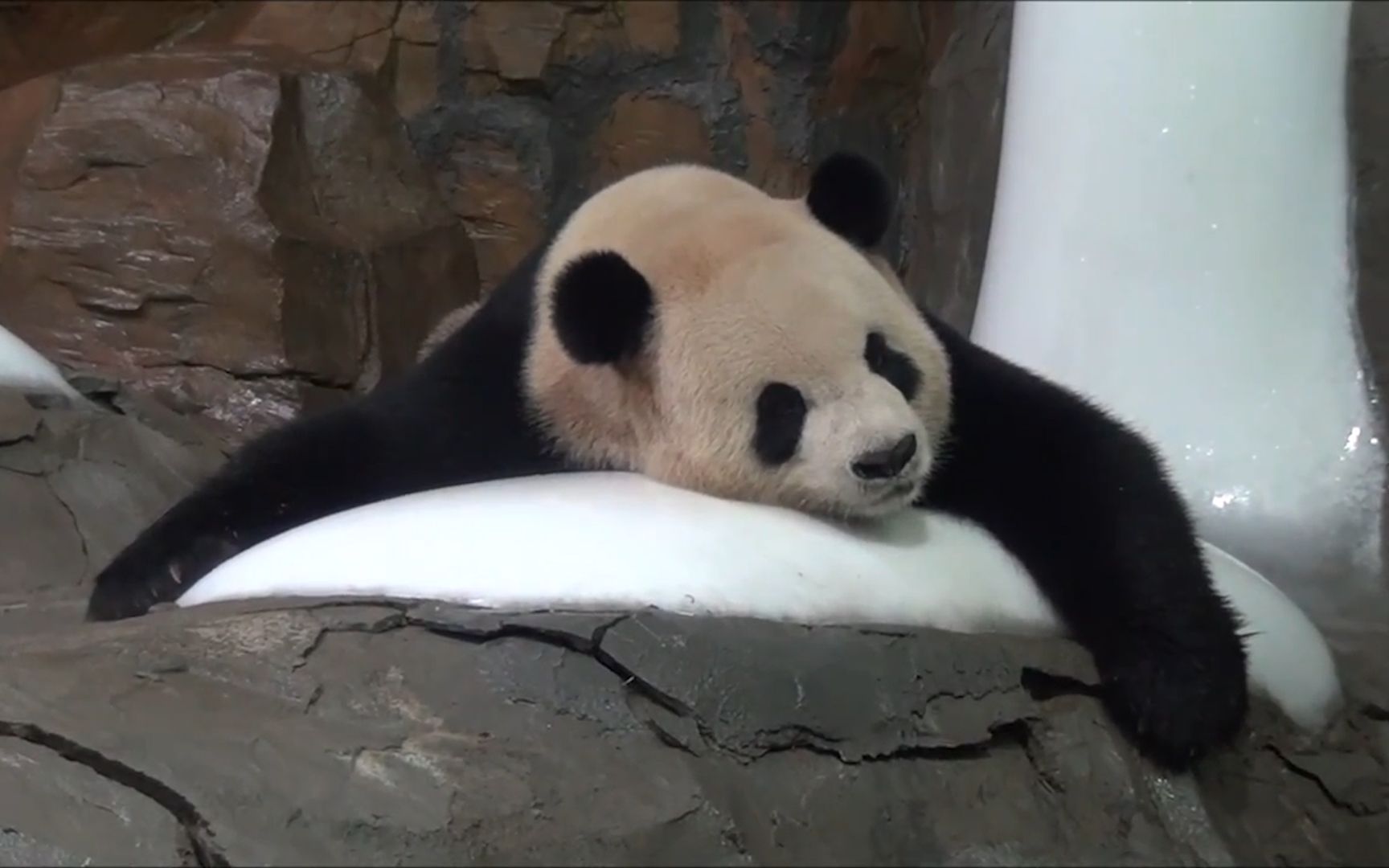 活动  熊猫趴在冰块上不起来,熊猫:我就靠冰块活了,冰块在哪我在哪