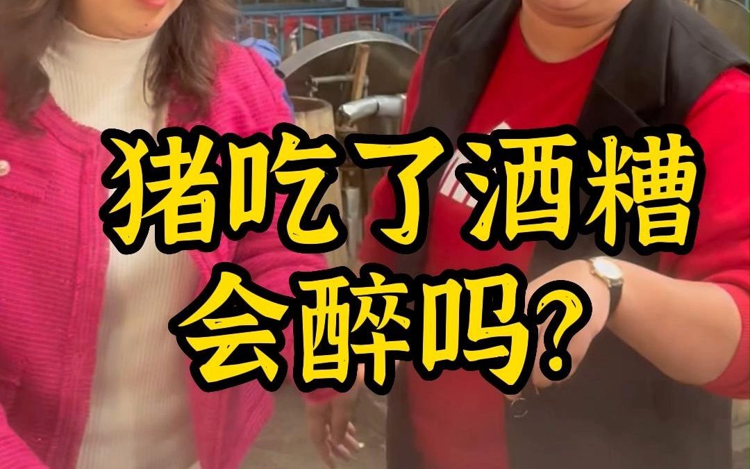 白酒 #好酒 #纯粮酿造 #酒知识 #酒文化 #人民小酒奋斗清酱香型白酒