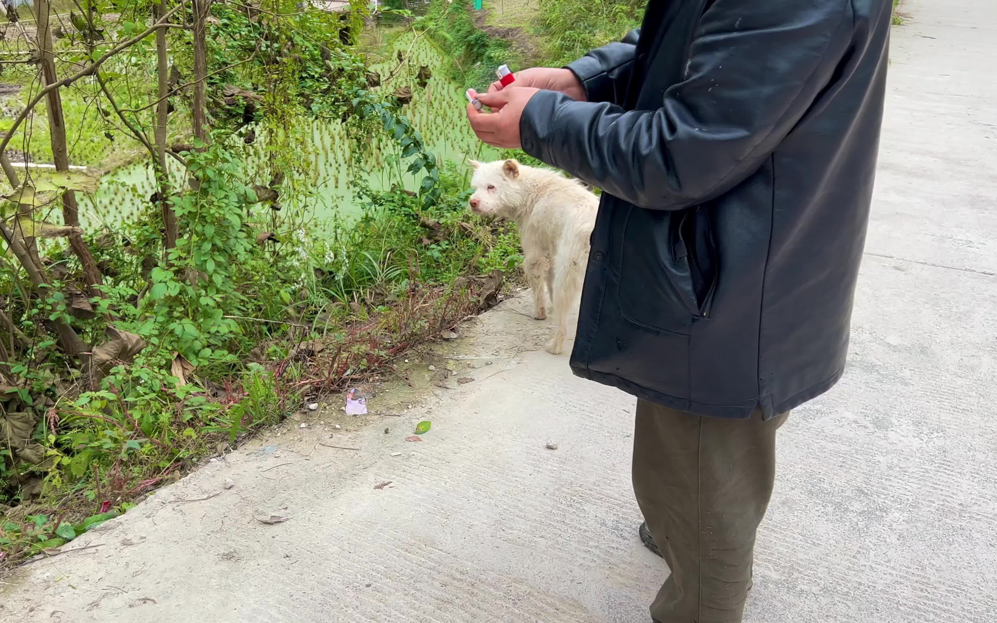 用炮竹测试狗的反应,狗从容不迫向前冲,这是下司犬捕猎条件反射