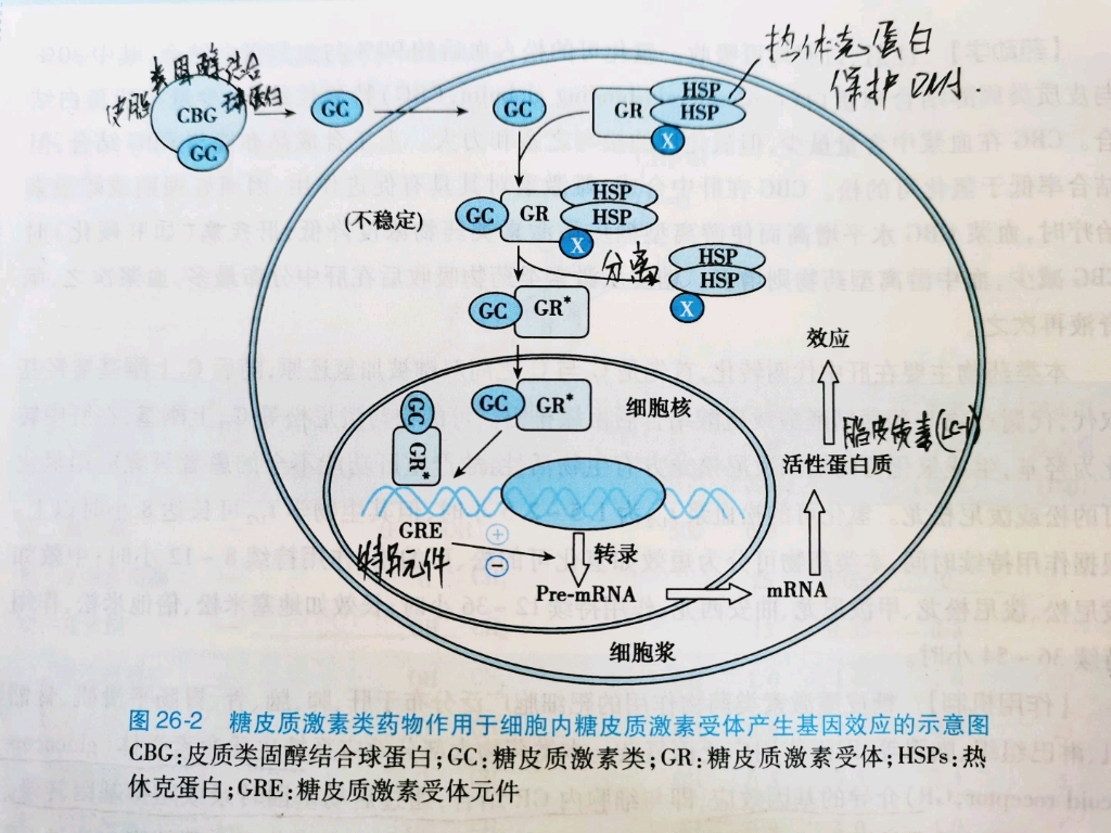 糖皮质激素类药物作用于细胞内糖皮质激素受体产生基因效应的机制哔哩哔哩bilibili