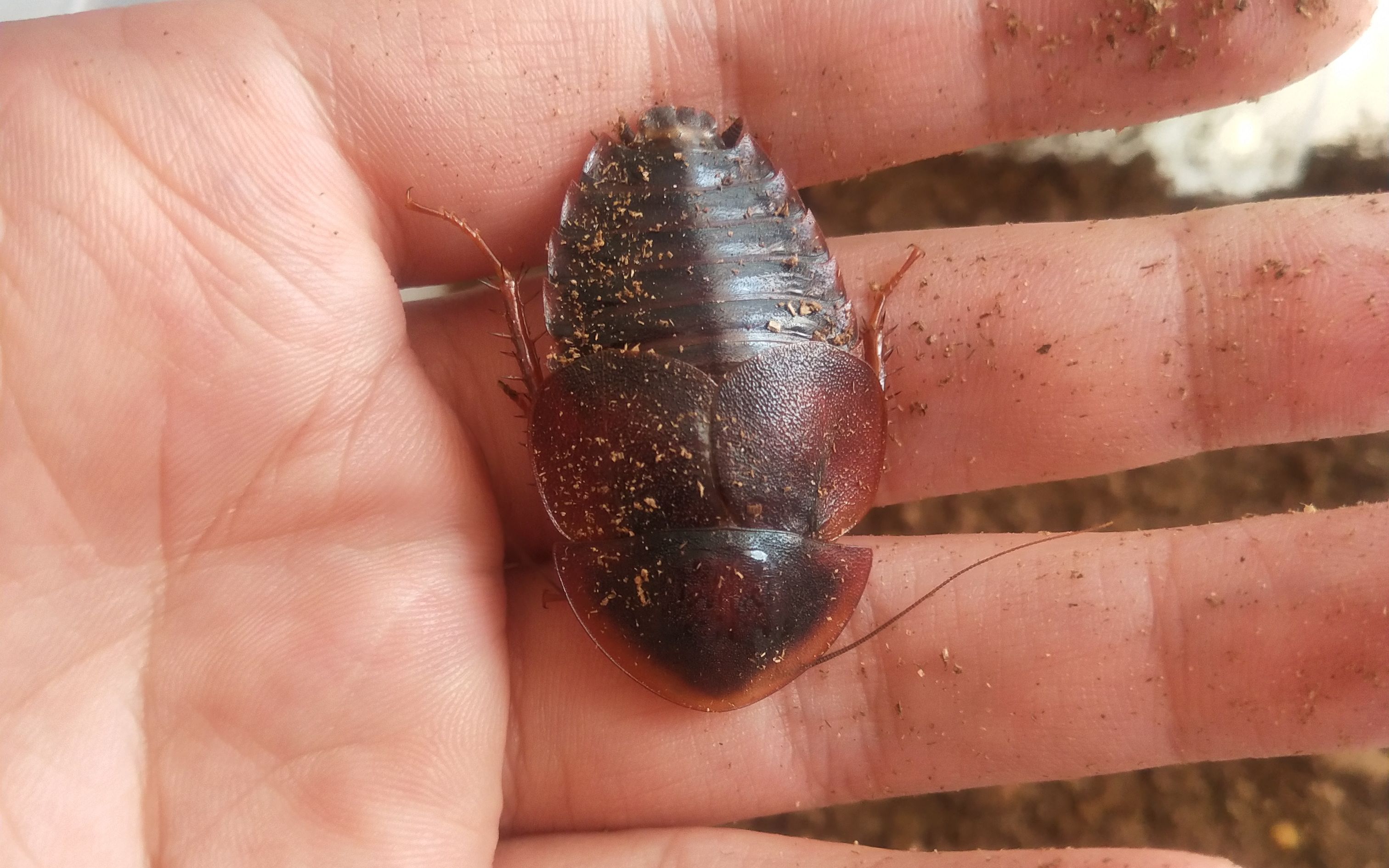 Hemiblabera tenebricosa 鲎蠊/马蹄蟹蠊的简易饲养介绍哔哩哔哩bilibili