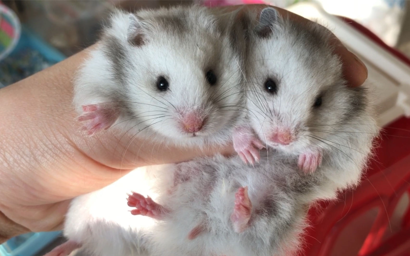 新一批纯银金丝熊崽崽第五天(养"熊"人的周末是这么过的.