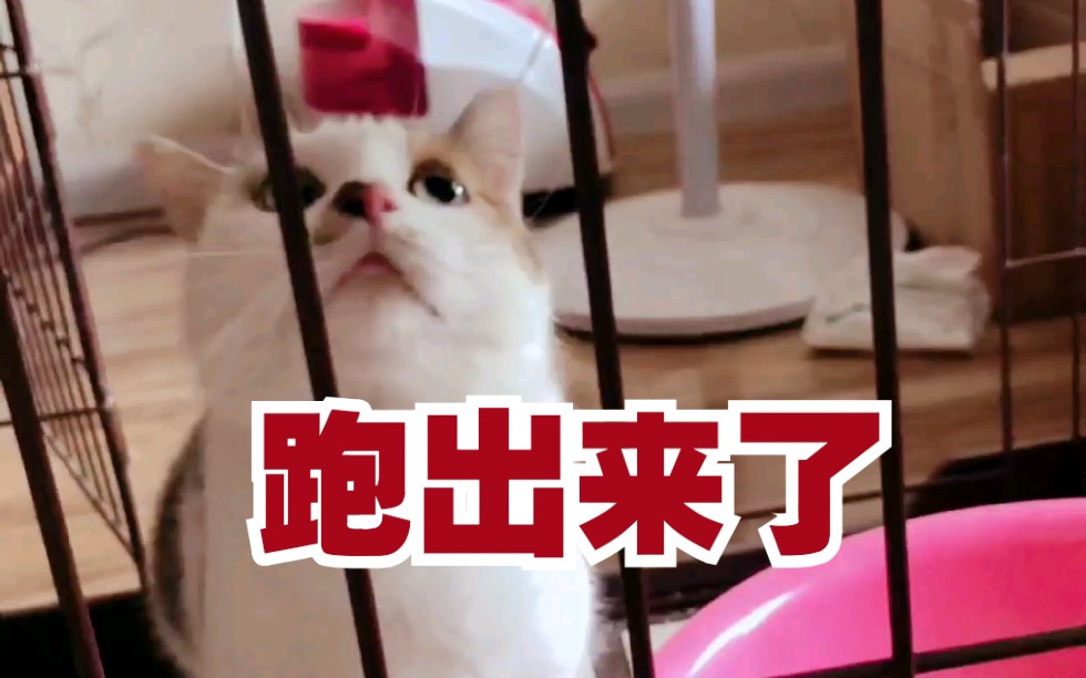 猫花跑出来了哔哩哔哩bilibili