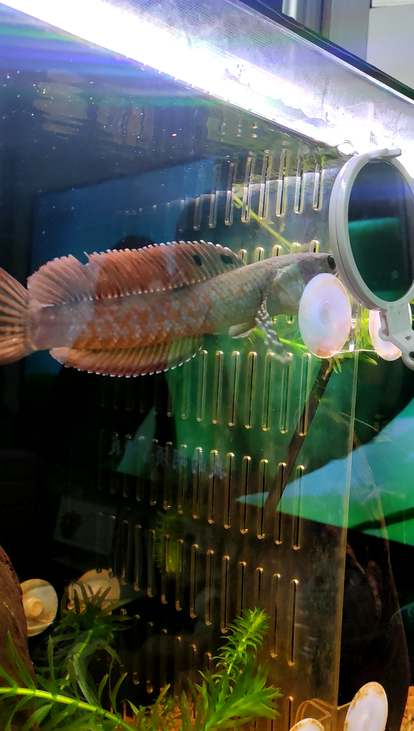 幻红二型,红坦克雷龙鱼