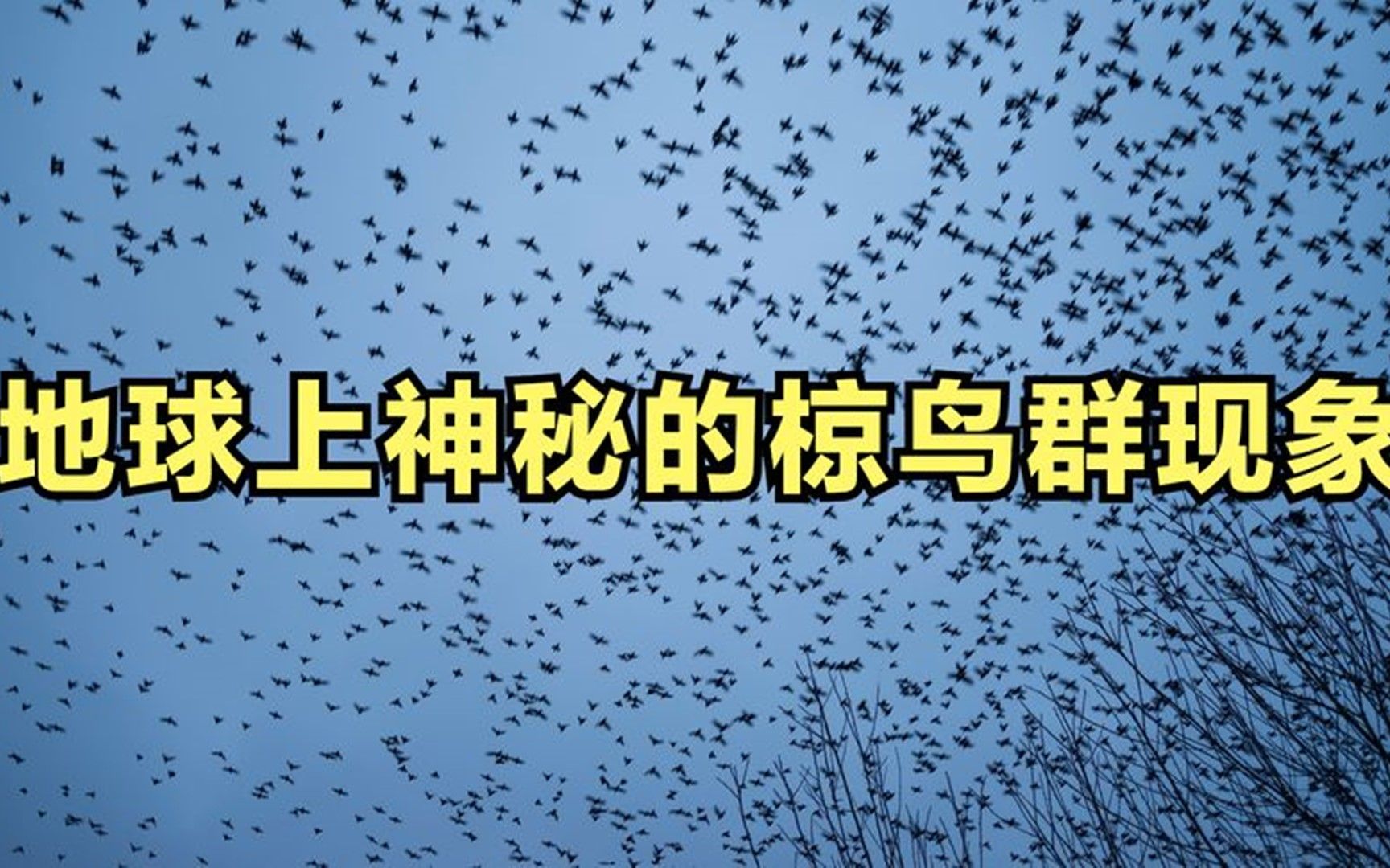 地球上神秘的椋鸟群现象,你见过成千上万只小鸟一起在空中飞吗?