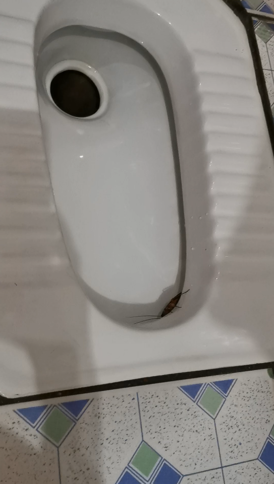 卫生间门缝突然掉下一只蟑螂