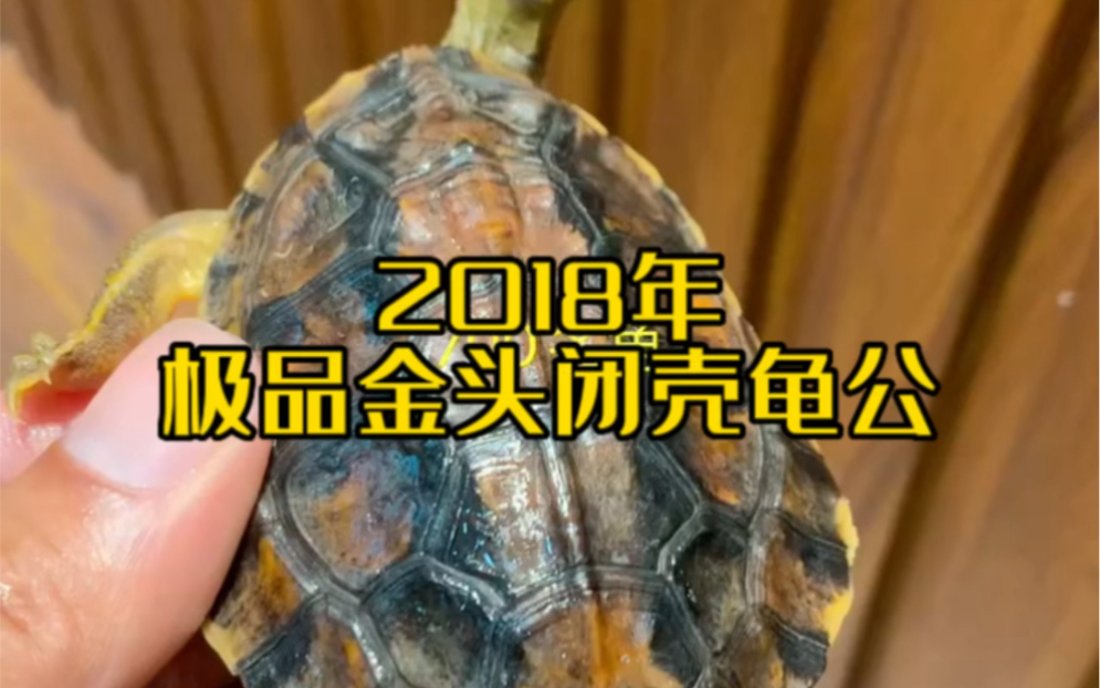 金头闭壳龟,最高端龟品种之一!2018年极品金头龟公,大粗鞭,完美身型,独特红印背甲搭配金黄头色,二者合一尽显高贵奢华!哔哩哔哩bilibili