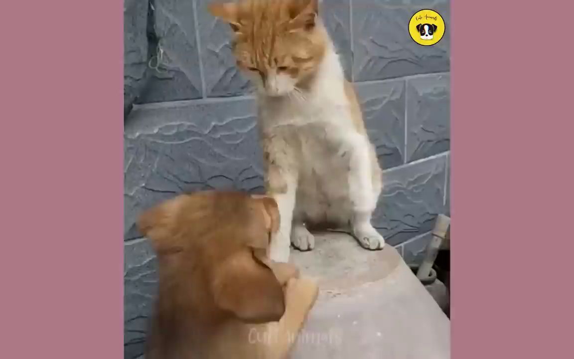 [图]Funny Dog And Cat 搞笑动物锦集100.mp4