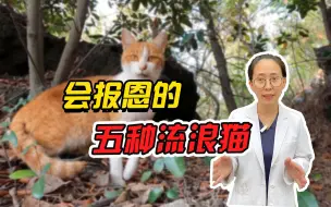 Download Video: 这5种会报恩的流浪猫，遇到了千万拐回家！