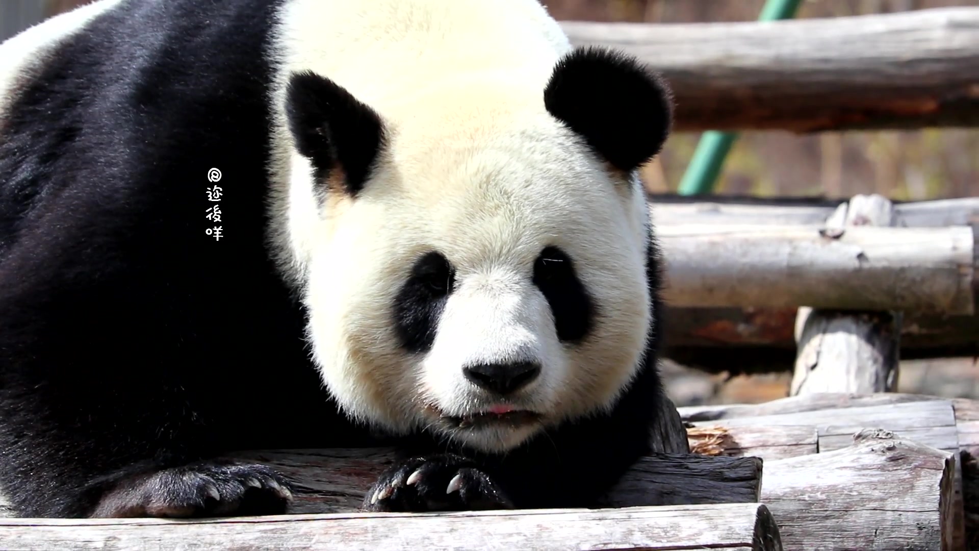 【大熊猫依宝】睡觉觉