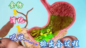 3D演示：食物的消化、吸收和排出全过程