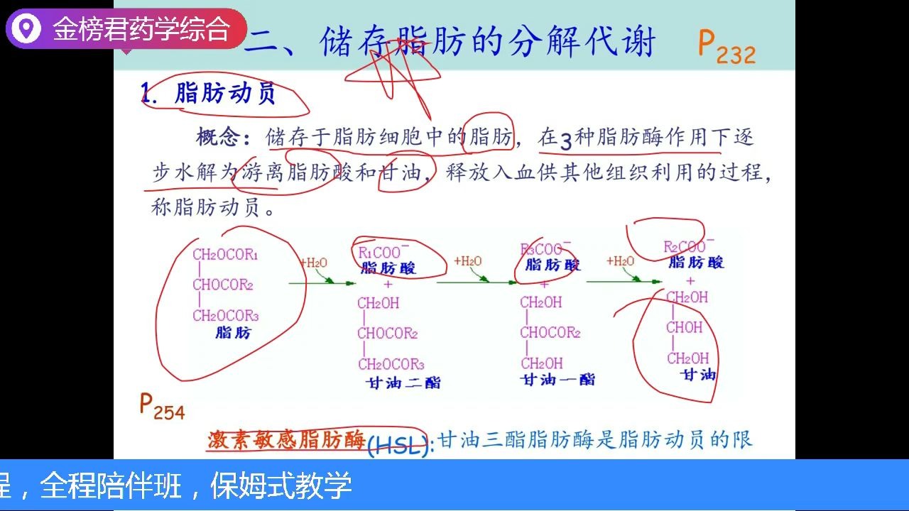 2021药学考研-生物化学必考知识点之脂肪动员