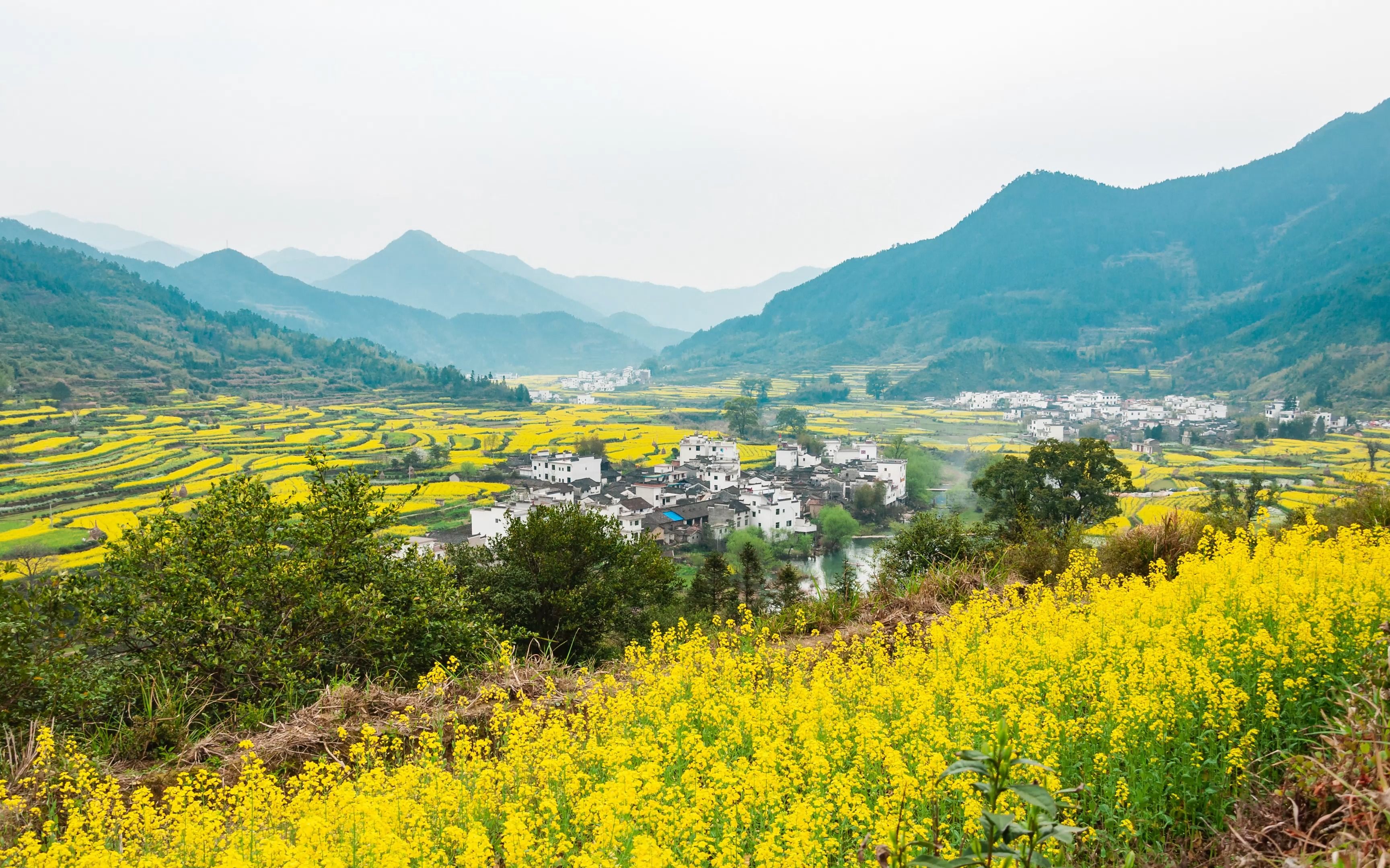 安徽婺源油菜花图片