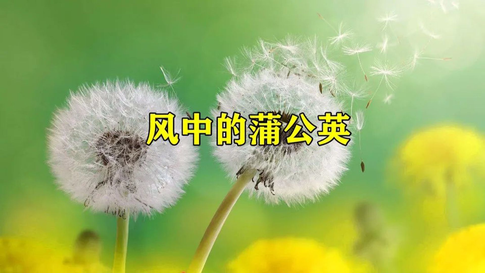 钢琴曲《风中的蒲公英》,琴声优美轻快,非常好听哔哩哔哩bilibili