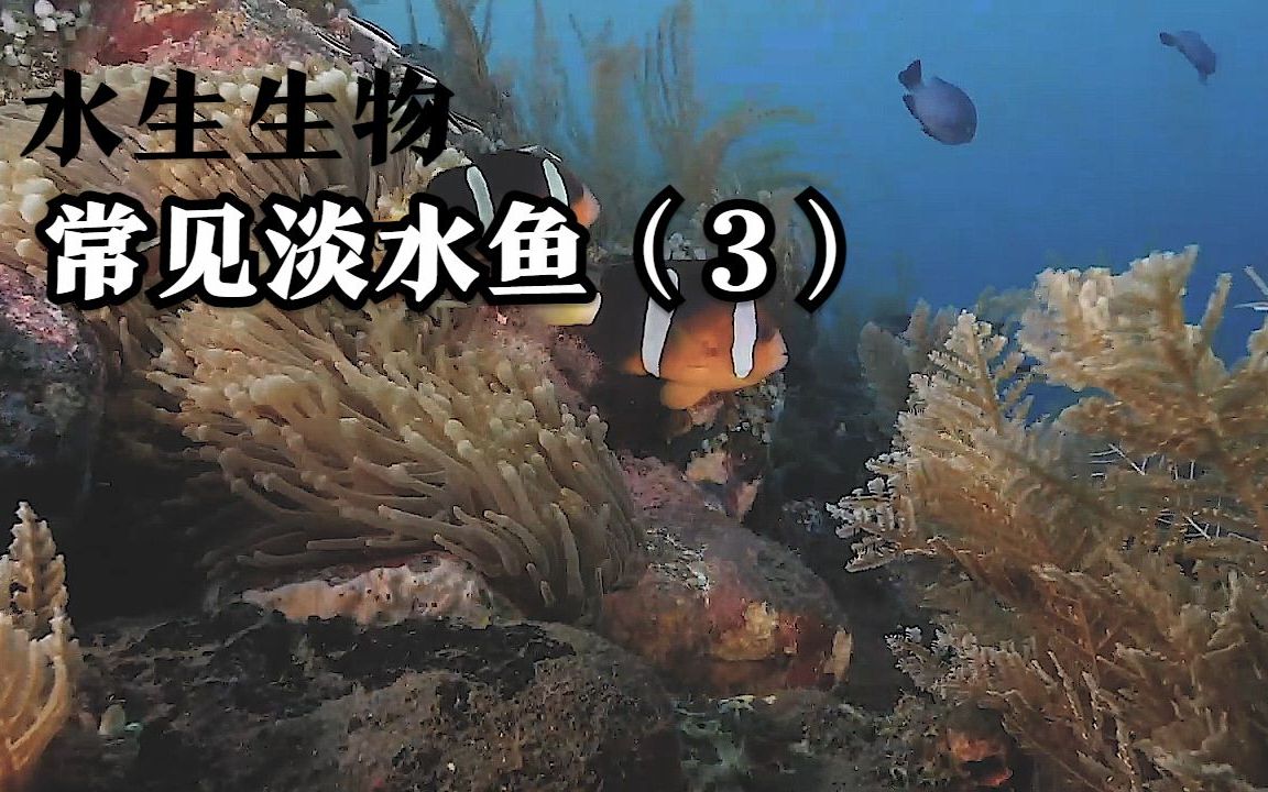 你看一遍就能认识的水生生物科普 常见淡水鱼类(3)哔哩哔哩bilibili