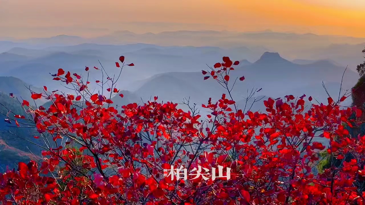 林州柏尖山红叶