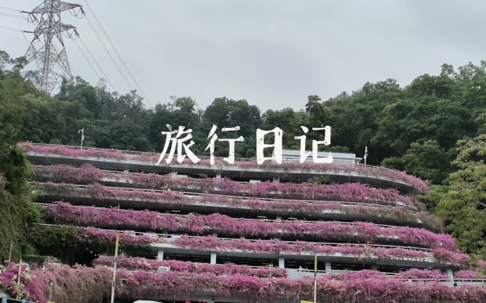 免费!来深圳一定要去的一个地方——仙湖植物园哔哩哔哩bilibili