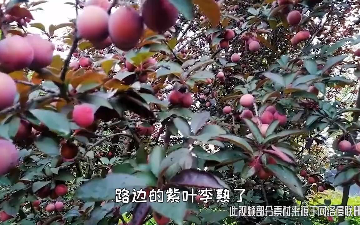 路边的“紫叶李”熟了,常有人爬树采摘,它真的能吃吗?哔哩哔哩bilibili