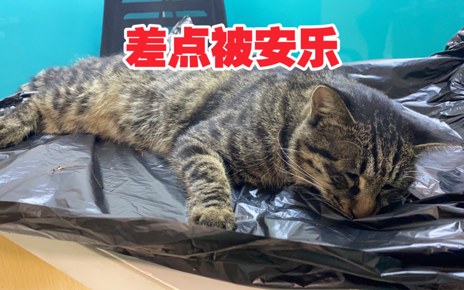 捡了一只猫哔哩哔哩bilibili