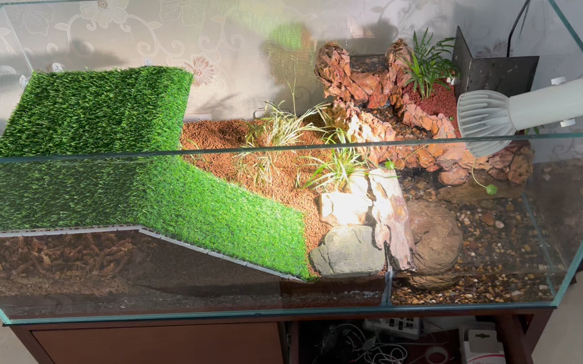 黄缘龟的双层大别墅布置好了