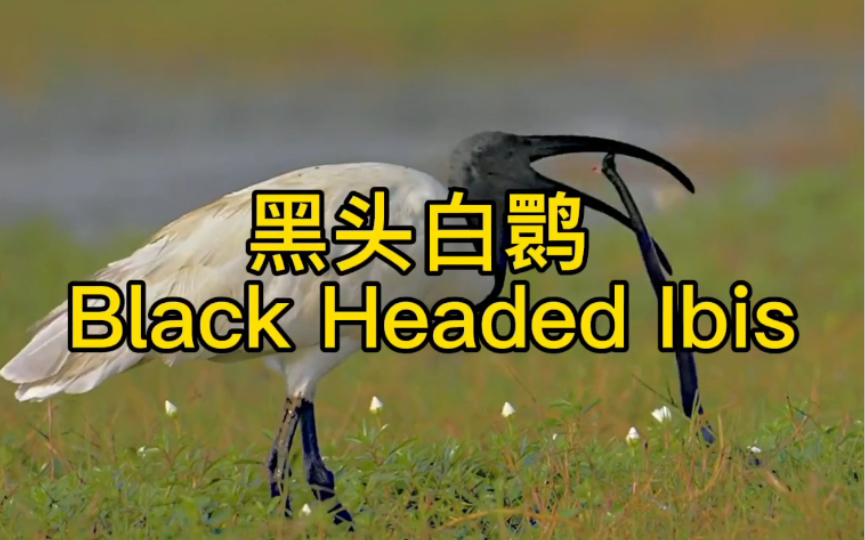 黑头白鹮 Black Headed Ibis哔哩哔哩bilibili