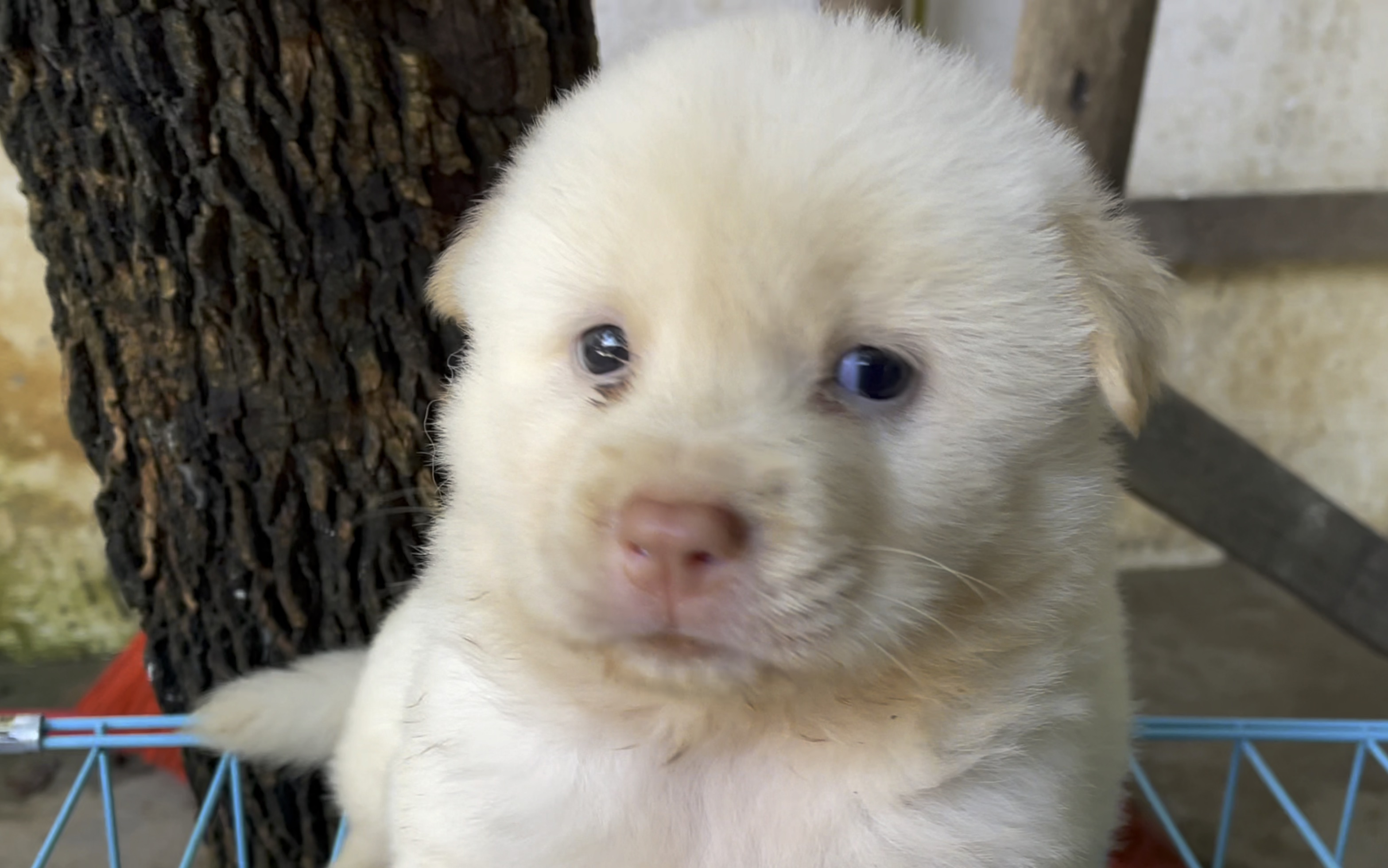 小土松满月第一件事就是安排打疫苗,嗷嗷叫!