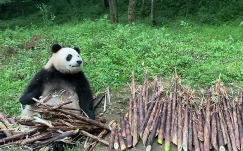 [图]【小馨：当年我在熊猫谷，吃笋吃到心累】陕西佛坪熊猫谷，大约是养熊猫最好+最便宜的地方：大笋1-1.5元1斤，竹子不花钱，直接从隔壁山上砍。秋冬的木竹叶很好吃