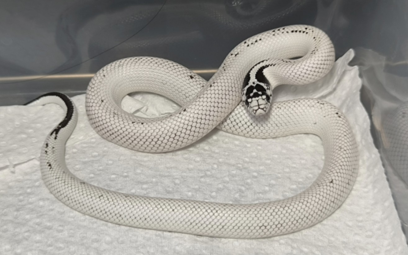 自家繁殖高白王蛇