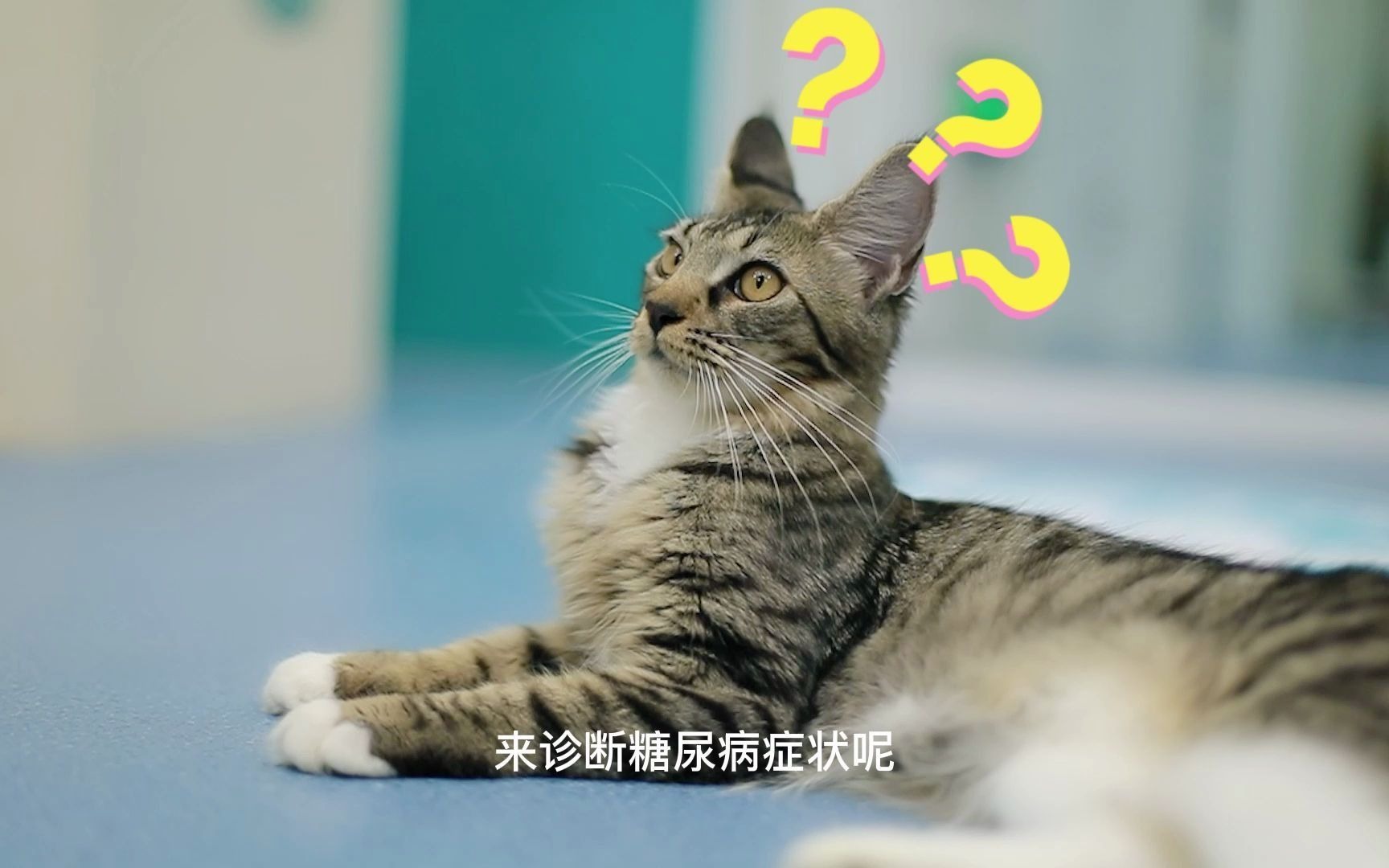 如果发现自家猫咪患有糖尿病?记着这些就够了哔哩哔哩bilibili