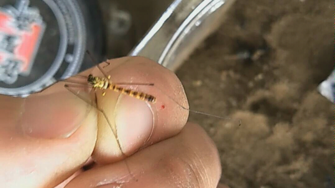 捕获一只斑大蚊_哔哩哔哩 (゜-゜)つロ 干杯~-bilibili