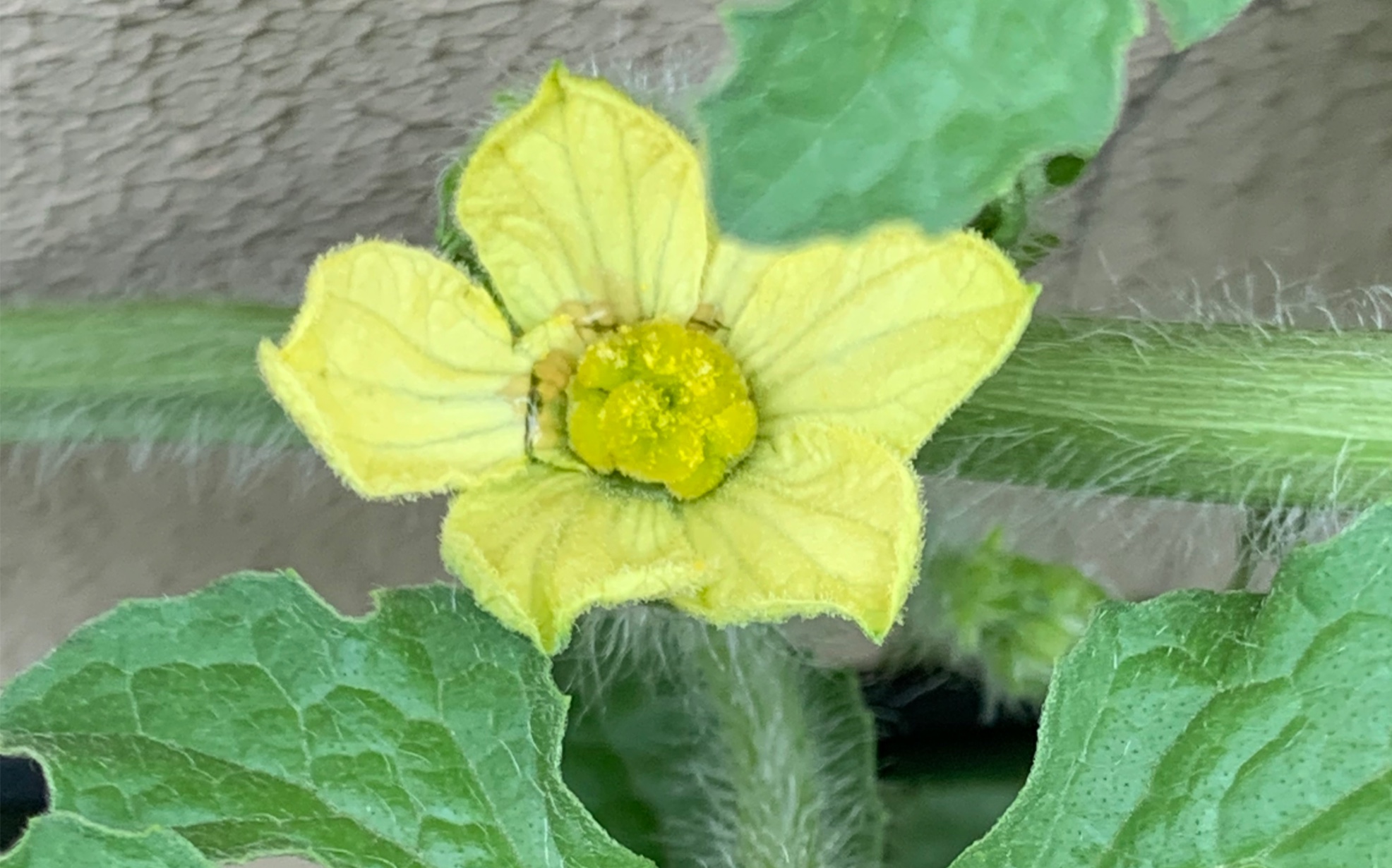 请教大家,给西瓜授粉是这样的嘛( *`ω07)